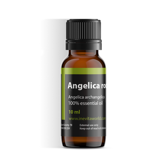 Angelica root-0