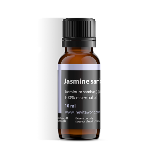 Jasmine Sambac-0
